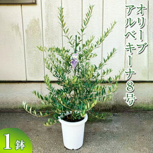 y9zI[u AxL[i8 ւ̔zs| ϗtA A O[ I[u̖ AxL[i  c A V{c[ Mtg  蕨 v[g  _ƒ