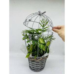 yő1000~OFFN[|zK^ԊϗtÃo[ht[ yWSz