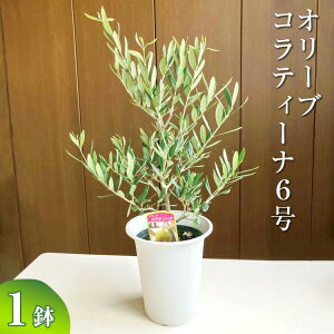 y9zI[u ReB[i6 ւ̔zs| ϗtA A O[ I[u̖ ReB[i  c A V{c[ Mtg  蕨 v[g  _ƒ
