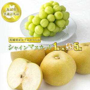 VC}XJbg1[Ɨ5@ʕ  t[c Ԃǂ uhE  Ȃ  ① N[ yWSz