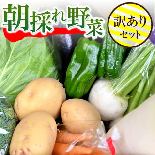 【訳あり】露地栽培で育った季節野菜5～6種の詰め合わせ