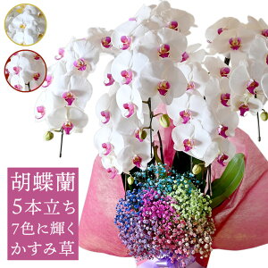 結婚祝い 花 鉢植えの人気商品 通販 価格比較 価格 Com