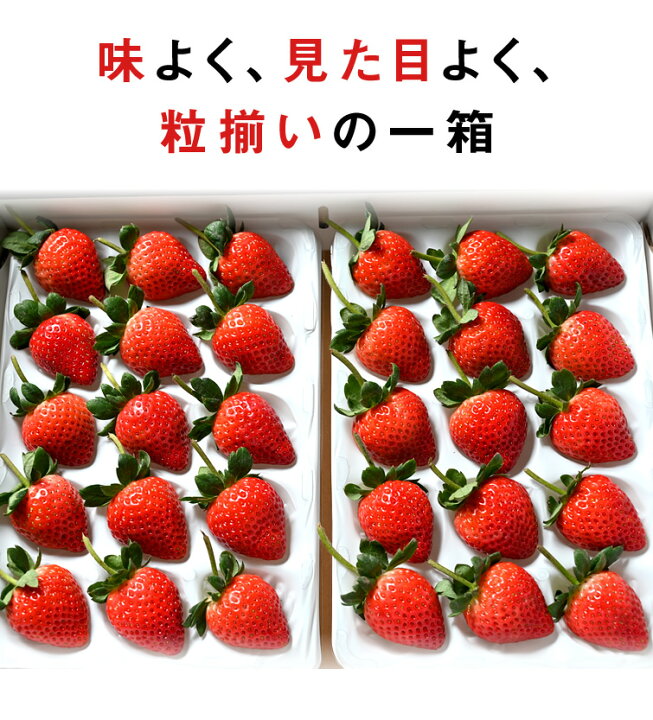 楽天市場】いちご 苺 とちあいか ホール 詰め 350g x 1箱 (贈答用 