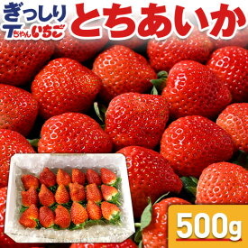 【指定日不可】いちご 苺 とちあいか　ぎっしり詰め500g x 1箱　／栃木産 とちあいか いちご とちあいか 送料無料 苺 イチゴ 不揃い 予約 生いちご tちゃん お祝い 会社 職場 大量 法人 果物 内祝い お返し プレゼント ギフト 御見舞 お取り寄せ【BK】