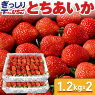 いちご 苺 とちあいか　ぎっしり詰め2.4kg(1.2kg x 2箱)　／栃木県産 とちあいか Tちゃん いちご とちあ…