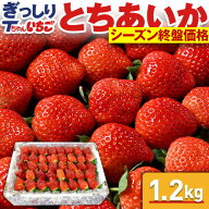 いちご 苺 とちあいか　ぎっしり詰め1.2kg x 1箱　／栃木県産 Tちゃん いちご 苺 イチゴ とちあいか 送料…