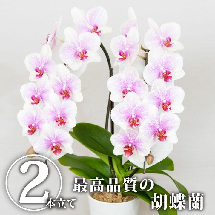 楽天市場 送料無料 胡蝶蘭 ヴィーナス 2本立ち 花 蘭 らん ラン コチョウラン 産地直送 生花 鉢 鉢植え 開院祝い 開店祝い 開業祝い 結婚祝い 結婚記念日 就任祝い 退職祝い 敬老会 80歳 90歳 お祝い ギフト プレゼント 贈り物 インテリア Bk 栃木のタウン誌