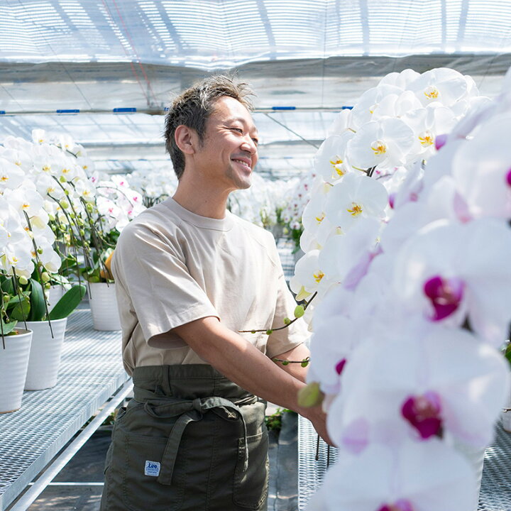楽天市場 送料無料 胡蝶蘭 白赤 3本立ち 花 蘭 らん ラン コチョウラン 産地直送 生花 鉢 鉢植え 開院祝い 開店祝い 開業祝い 結婚祝い 結婚記念日 就任祝い 退職祝い お歳暮 御歳暮 クリスマス Xmas 冬ギフト 80歳 90歳 お祝い ギフト プレゼント 贈り物