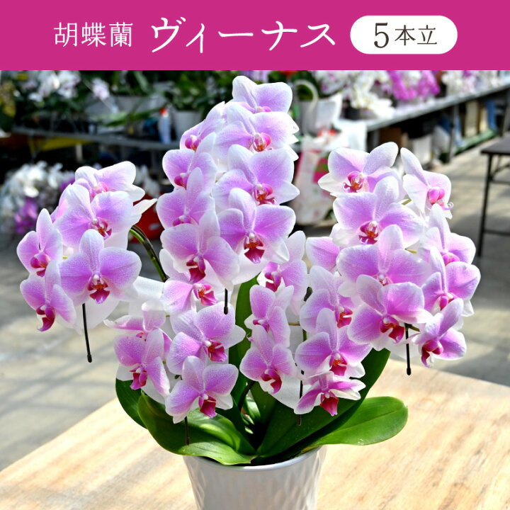 胡蝶蘭 ヴィーナス 白 白赤 2本立ち 3本立ち 5本立ち 花 蘭 らん ラン コチョウラン 産地直送 生花 鉢 鉢植え 開院祝い 開店 祝い 開業祝い 結婚祝い 結婚記念日 就任祝い 退職祝い 贈り物 80歳 90歳 お祝い 敬老の日 敬老会 秋ギフト お彼岸