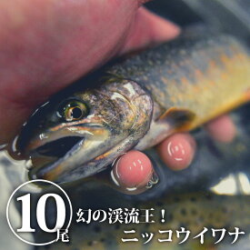 楽天市場 イワナ 総重量 水産物 1 0 1 9kg その他水産物 魚介類 水産加工品 食品の通販