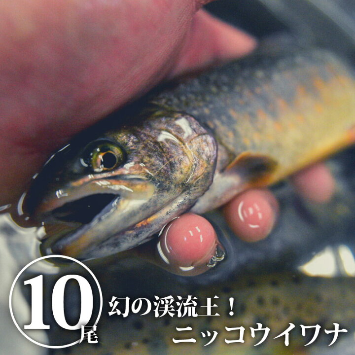 楽天市場 送料無料 幻の渓流王 ニッコウイワナ イワナ 岩魚 いわな 嘉魚 川魚 渓流の王様 神山水産 10尾 日本産 国産 栃木産 栃木県産 Ws 栃木のタウン誌厳選 もんみや通販