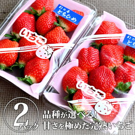 栃木のいちご名人・野口英雄の完熟いちご｜とちひめ とちあいか スカイベリー ミルキーベリー 贈答 ギフト 真岡市 産地直送 果物 くだもの フルーツ 旬のくだもの 旬の果物 旬 国産 栃木県産 栃木産 【WS】【icp】