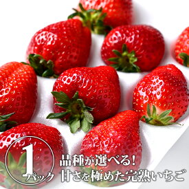 【送料無料】野口英雄の完熟いちご ギフト用・厳選1パック｜とちひめ とちあいか ミルキーベリー 贈答 真岡市 産地直送 果物 くだもの フルーツ 旬のくだもの 旬の果物 旬 国産 栃木県産 栃木産 【WS】【icp】