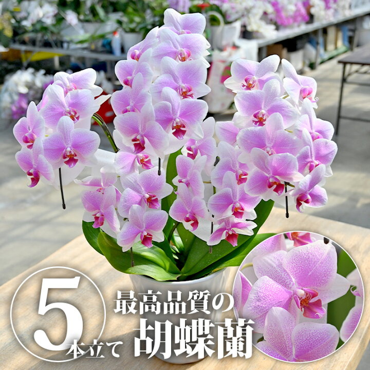 楽天市場 送料無料 胡蝶蘭 ヴィーナス 5本立ち 花 蘭 らん ラン コチョウラン 産地直送 生花 鉢 鉢植え 開院祝い 開店祝い 開業祝い 結婚祝い 結婚記念日 就任祝い 退職祝い 贈り物 80歳 90歳 お祝い ギフト プレゼント 贈り物 インテリア Bk 栃木のタウン誌 楽天市場 送料無料 胡蝶蘭 ヴィーナス 5本立ち 花 蘭 らん ラン コチョウラン 産地直送 生花 鉢 鉢植え 開院祝い 開店祝い 開業祝い 結婚祝い 結婚記念日 就任祝い 退職祝い 贈り物 80歳 90歳 お祝い ギフト プレゼント 贈り物 インテリア Bk 栃木のタウン誌