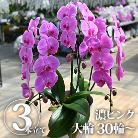 楽天市場 結婚記念日 鉢花 花 観葉植物 花 ガーデン Diyの通販