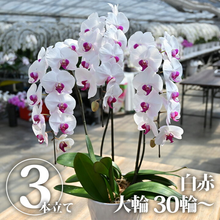 楽天市場 送料無料 胡蝶蘭 白赤 3本立ち 花 蘭 らん ラン コチョウラン 産地直送 生花 鉢 鉢植え 開院祝い 開店祝い 開業祝い 結婚祝い 結婚記念日 就任祝い 退職祝い ホワイトデー バレンタイン 80歳 90歳 お祝い ギフト プレゼント 贈り物 インテリア Bk