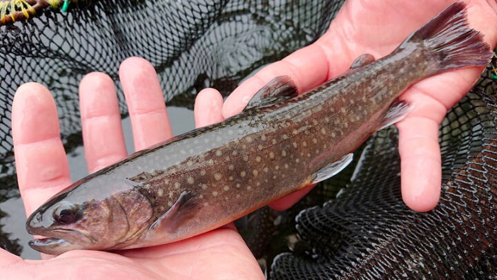 楽天市場 イワナの一夜干し 送料無料 冷凍 岩魚 いわな 魚 川魚 お取り寄せ グルメ Bk 栃木のタウン誌厳選 もんみや通販