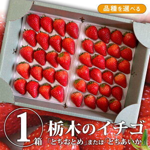 ���삳�񂿂� ������ ��24��×2�g���[1�� ���Ƃ����Ƃ� or �Ƃ������� �b������ �C�`�S � �ʕ� �������� �t���[�c �{�̂������� �{�̉ʕ� �{ 4�p�b�N���� ��1.2�L�� ��1.2kg ���Y �Ȗ،��Y �Ȗ؎Y