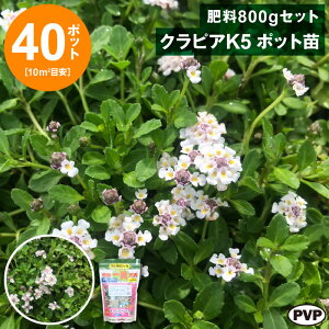 NsAK5@|bgc40{엿800gZbg@ c Ԗ |bgcyWSz