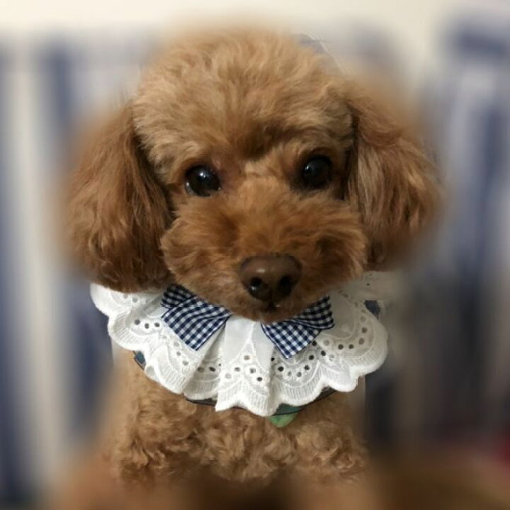 楽天市場 ペット用よだれかけ スタイ チェック柄リボンと白いレース 小型犬用 ピンク Mサイズ 送料無料 モノッコ