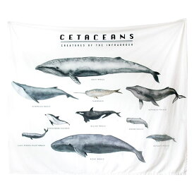 マルチカバー タペストリー 様々な種類のクジラ 名称 図鑑風 スタイリッシュ 長方形 (小)