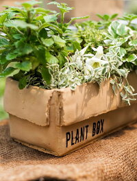 楽天市場 プランター フラワーポット 段ボール箱風デザイン Plant Box Cタイプ モノッコ 楽天市場 プランター フラワーポット 段ボール箱風デザイン Plant Box Cタイプ モノッコ