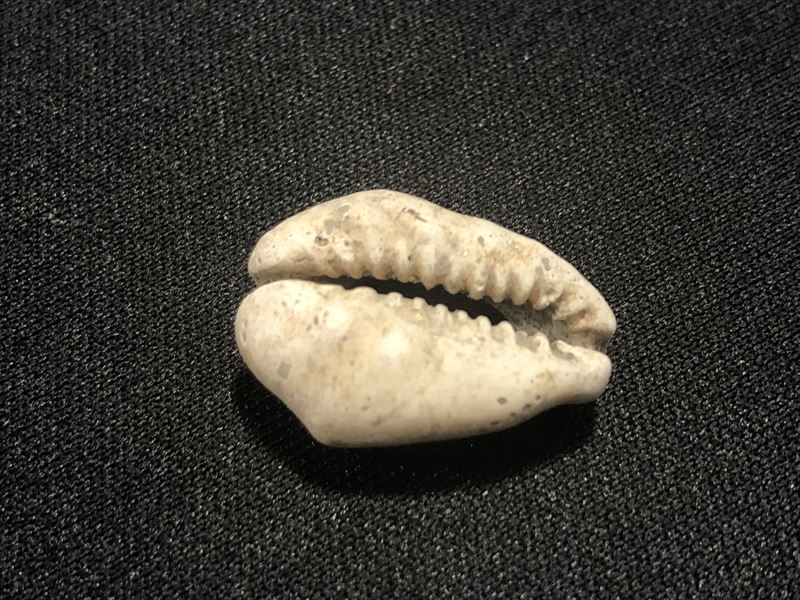 貝貨 無料サンプルOK １つ 実物 本物 史上最も激安 古代中国 貨幣 貝殻 お金の起源 発掘品