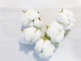 綿花 コットンフラワー 5個セット ドライコットン 花材 世界地理 日本地理 ドライフラワー ハンドメイド 材料 国産