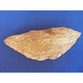 ナウマンゾウ化石（瀬戸内海出土）　破片　b4-5