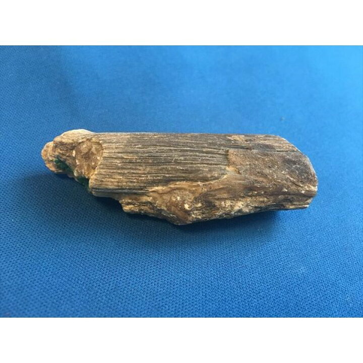 楽天市場】中古 木の化石 a5 : おもしろ博物館ショップ
