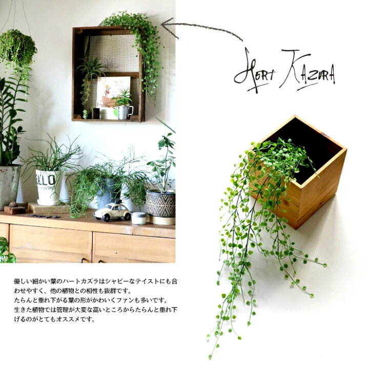 楽天市場】【ハートカズラ】【みどりの雑貨屋】 観葉植物 フェイク