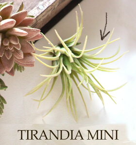 yeBWA Szy݂ǂ̎G݉z ϗtA tFCN O[ CeA G݁@@GA[vc@͗lւ@C~e[V@Ǌ|@Mtg@v[g@؁ymonoKO