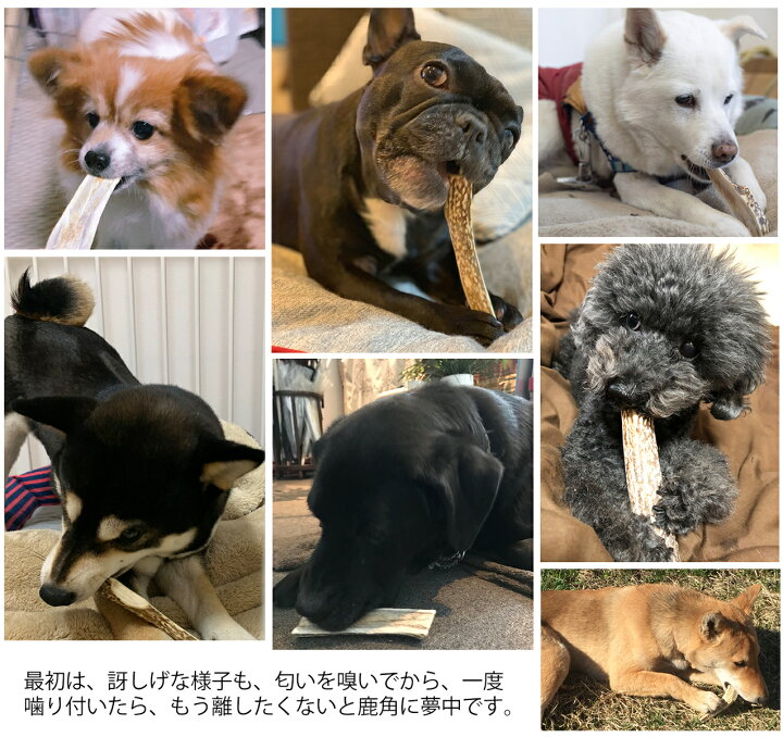 楽天市場 cm 小型犬 鹿の角 犬 おもちゃ 無添加 おやつ ニホンジカ 国産 鹿 角 ガム デンタルケア Monolife モノライフ 楽天市場店