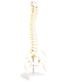 人体模型 脊椎骨盤模型 脊柱 脊髄 背骨 腰椎 模型 股関節 1/2 モデル (股関節 あり)