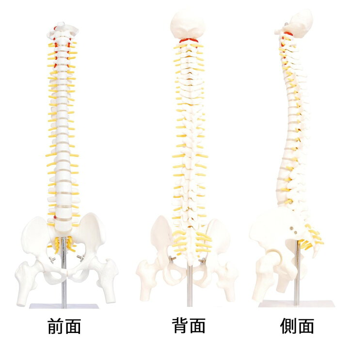 楽天市場】人体模型 脊椎骨盤模型 脊柱 脊髄 脊椎模型 脊椎骨模型 ミニ 