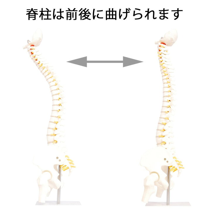 楽天市場】人体模型 脊椎骨盤模型 脊柱 脊髄 背骨 腰椎 模型 股関節 1 