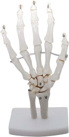 手関節モデル 手関節 手骨格模型 教育模型 右手 (手首 固定タイプ)