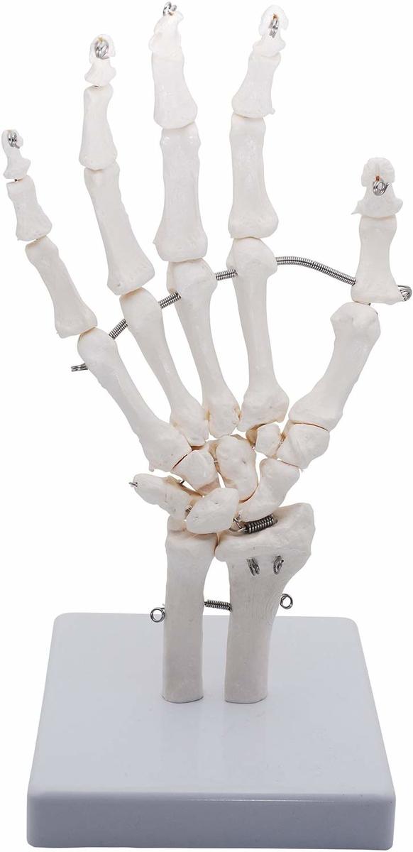関節などの動きを見せる手骨模型に 手関節モデル 限定モデル 正規品送料無料 手関節 手骨格模型 教育模型 手首 稼動タイプ 右手
