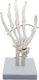 手関節モデル 手関節 手骨格模型 教育模型 右手 (手首 稼動タイプ)