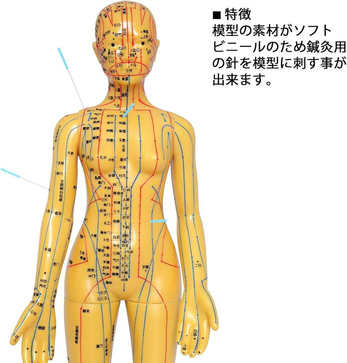 楽天市場】人体模型 ツボ 針旧 経穴 鍼灸経穴模型 鍼灸経絡模型 経絡 