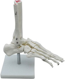 足骨モデル 足骨模型 足関節模型 足首 右足 標本 (足首 固定タイプ)