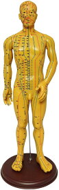 人体模型 ツボ 針灸 鍼灸経穴模型 経絡 モデル 整体 マッサージ 学習用 52.5cm 男性 ソフトビニール タイプ