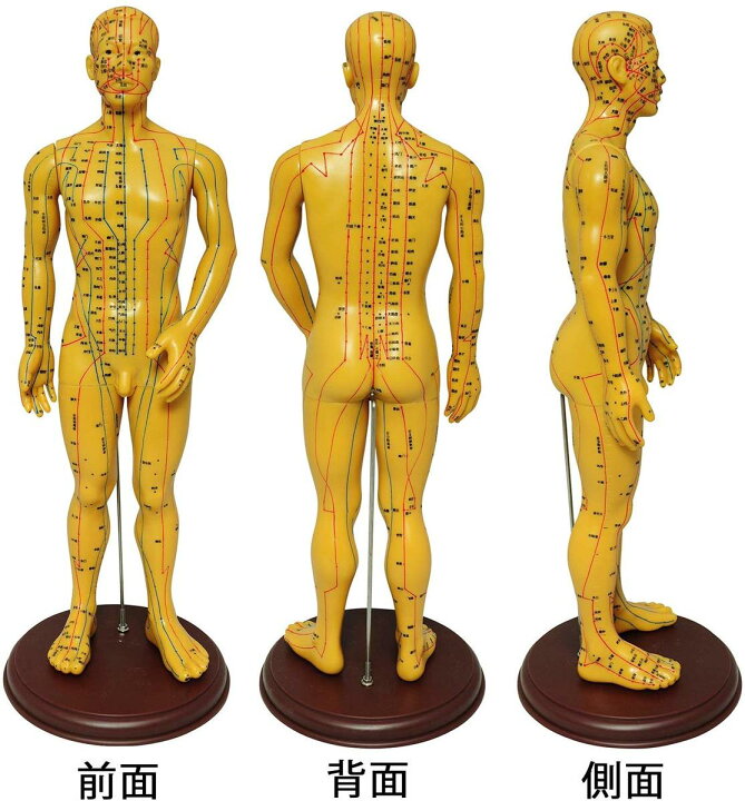 楽天市場】人体模型 ツボ 針灸 鍼灸経穴模型 経絡 モデル 整体  
