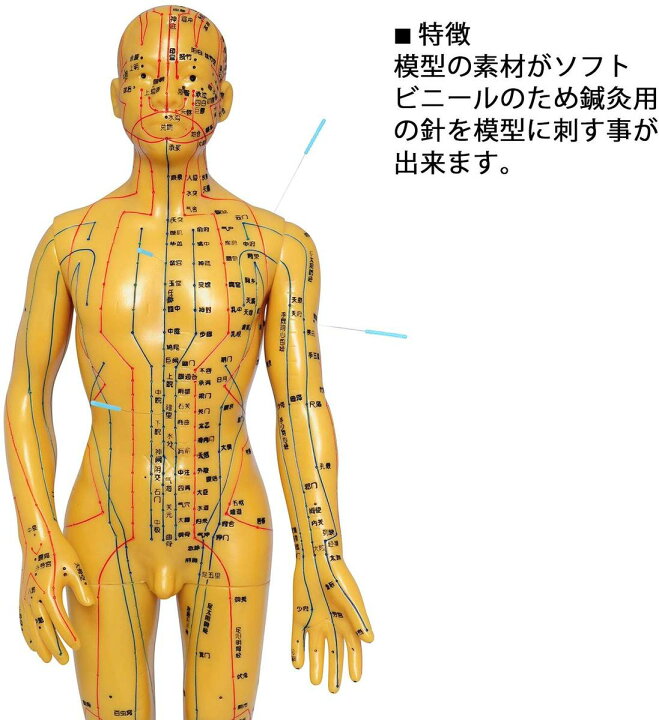 楽天市場】人体模型 ツボ 針旧 経穴 鍼灸経穴模型 鍼灸経絡模型 経絡 