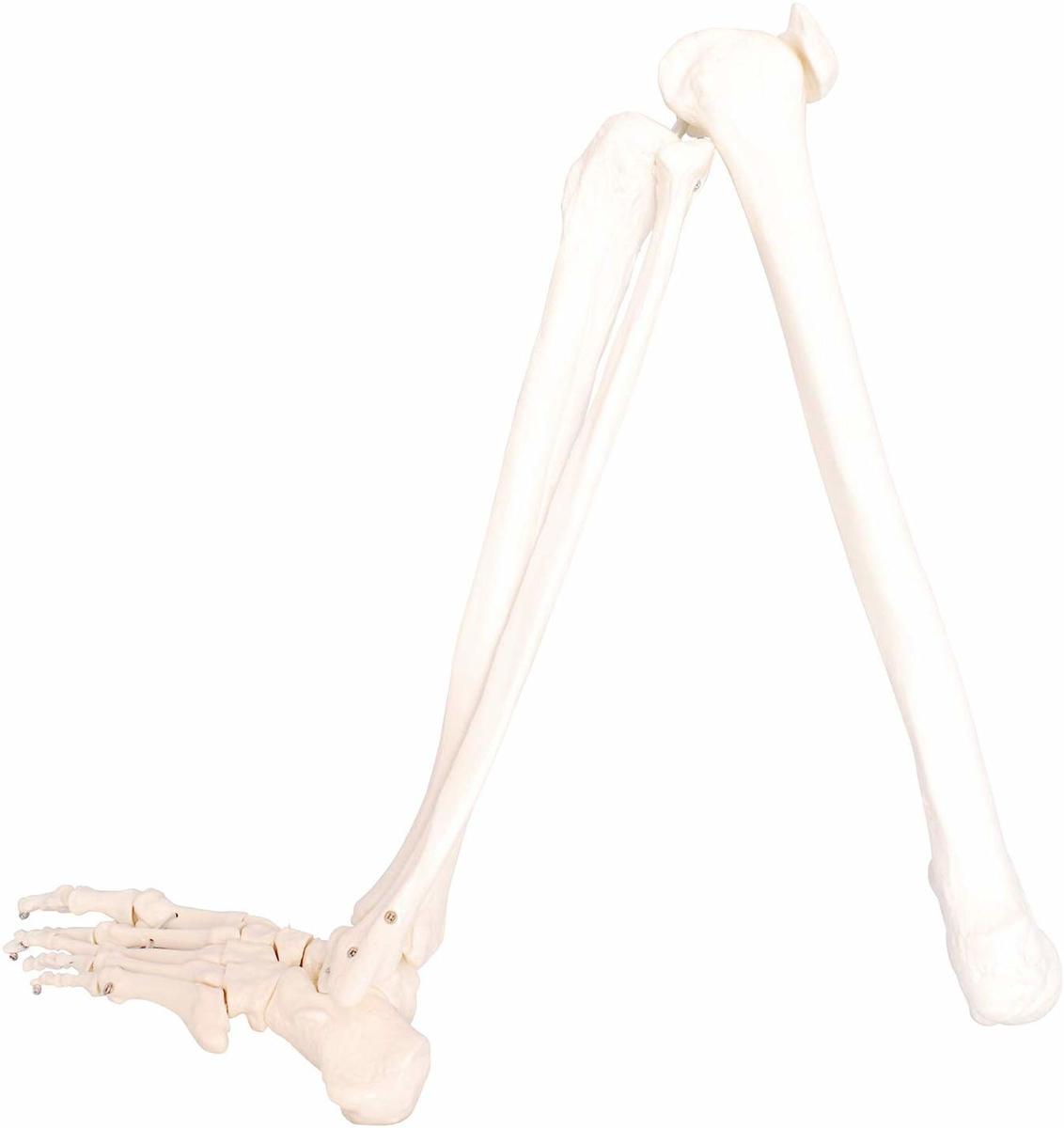 足骨模型として希少な左足モデル 人体模型 下肢骨 大腿骨 返品不可 脛骨 足骨 86cm モデル 国内正規総代理店アイテム ワイヤーつなぎ 左足 等身大 模型