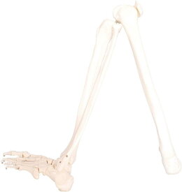 人体模型 下肢骨 大腿骨 脛骨 足骨 模型 等身大 86cm ワイヤーつなぎ モデル 左足