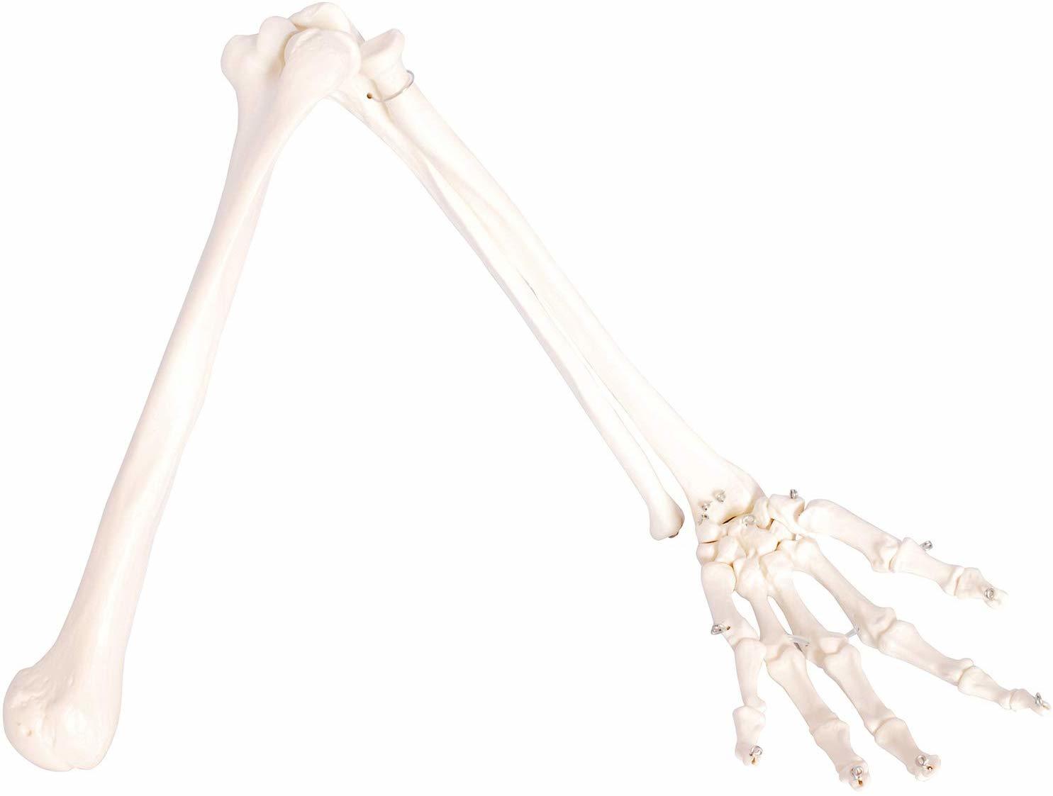 実物大の左手骨模型 人体模型 上肢骨 上腕骨 前腕 当店限定販売 手首 手骨 等身大 63%OFF ワイヤーつなぎ 模型 73cm モデル 左手