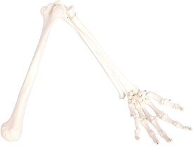 人体模型 上肢骨 上腕骨 前腕 手首 手骨 模型 等身大 73cm ワイヤーつなぎ モデル 左手 ハロウィン