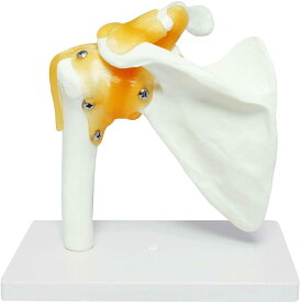 肩甲骨 肩関節 鎖骨 模型 肩甲骨模型 肩関節模型 モデル 人体模型 人体 骨格模型 骨格標本 鎖骨模型 肩甲骨モデル 標本 可動 靭帯 医学 学習用 教材 大学 病院 整骨院 整体 モノライフ monolife 左肩 台座 固定 学び 実験 学生用 物理教育 科学研究 教示ツール