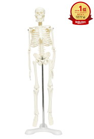 人体骨格模型 ミニ 可動 人体模型 骨格標本 骨模型 全身骨格模型 直立 卓上 スタンド 教育 教材 45cm 1/4 ハロウィン モデル ホワイト（台座・三つ足）大学 病院 接骨院 整骨院 整体 コンパクト デッサン 卓上サイズ 動かせる 稼働 医学